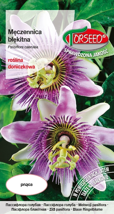 Męczennica.webp