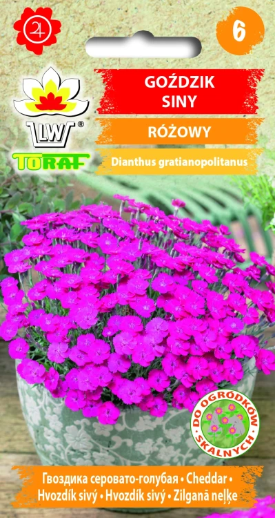 Goździk-siny-RÓŻOWY.webp