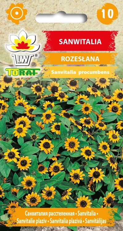 Sanwitalia-Rozesłana.webp