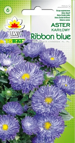 Aster-karłowy-RIBBON-BLUE.webp