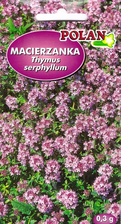macierzanka-piaskowa.webp