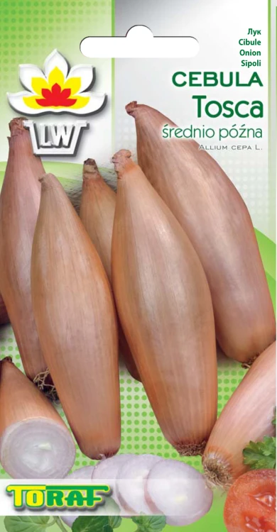 cebula-tosca.webp