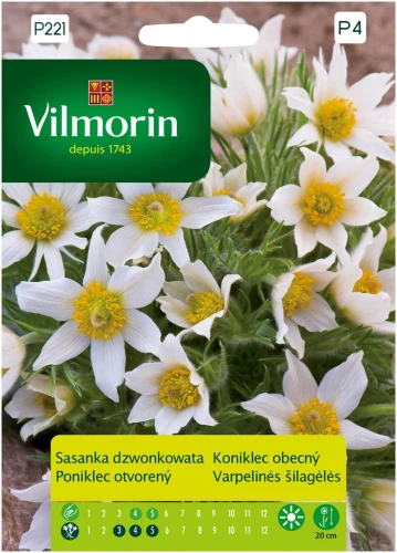 sasanka-dzwonkowata-biała.webp