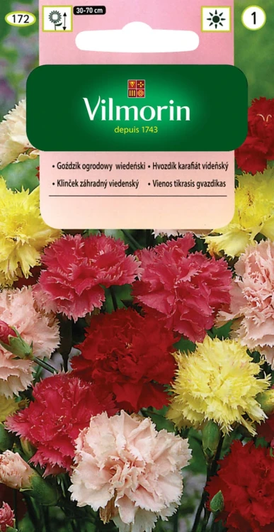 goździk-wiedeński.webp