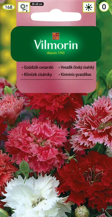 goździk-cesarski.webp