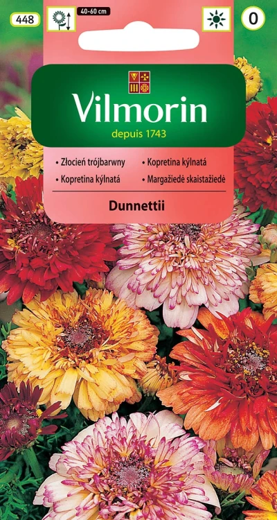 złocień-dunnettii.webp