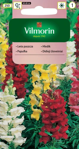 lwia-paszcza-średniowysoka.webp