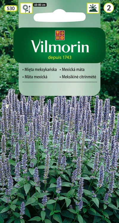 mięta-meksykańska.webp