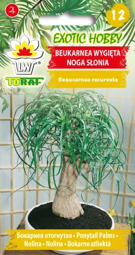 Beukarnea-Wygięta-Noga-Słonia.webp