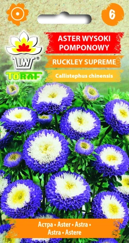 Aster-pomponowy-wysoki-RUCKLEY-SUPREME.webp