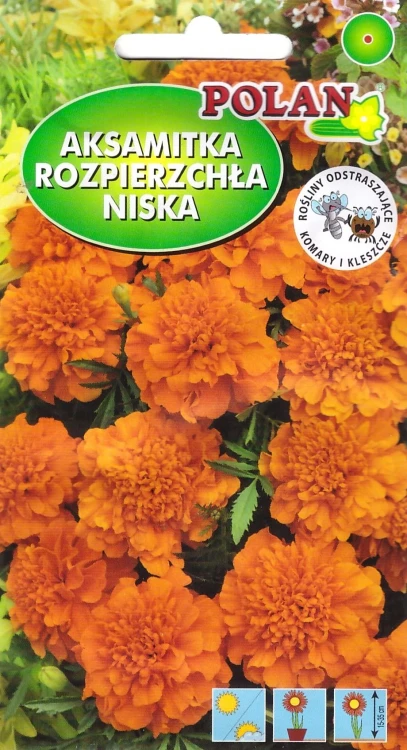 aksamitka-tangerine.webp