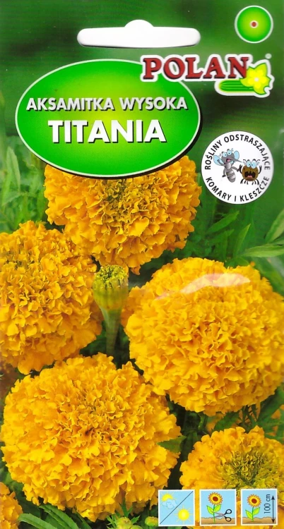 aksamitka-titania.webp