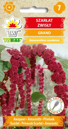 Szarłat-zwisły-GRAND.webp
