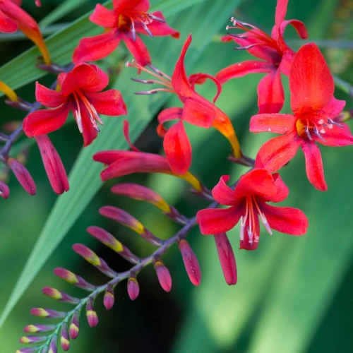 krokosmia-red-king.webp