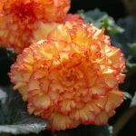begonia-olbrzymia-zolto-czerwona.webp