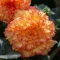 begonia-olbrzymia-zolto-czerwona.webp