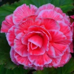 begonia-camelia.webp