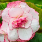 begonia-bouton-de-rose.webp