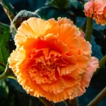 begonia-olbrzymia-pomaranczowa.webp