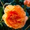 begonia-olbrzymia-pomaranczowa.webp