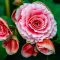 begonia-olbrzymia-rozowa.webp