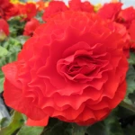 begonia-olbrzymia-czerwona.webp