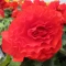 begonia-olbrzymia-czerwona.webp