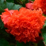 begonia-strzepiasta-pomaranczowa.webp