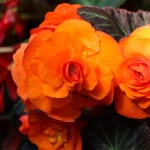 begonia-pelna-pomaranczowa.webp
