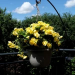 begonia-zwisajaca-zolta.webp
