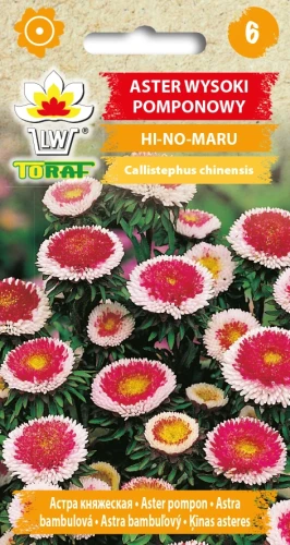 Aster-pomponowy-wysoki-HI-NO-MARU.webp