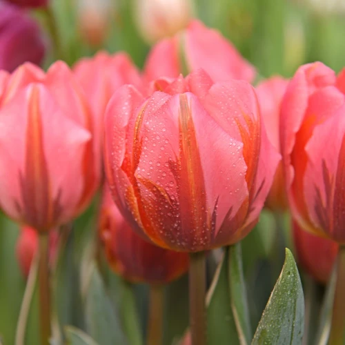 tulipan-pretty-princess.webp