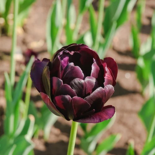 tulipan-pelny-black-hero.webp