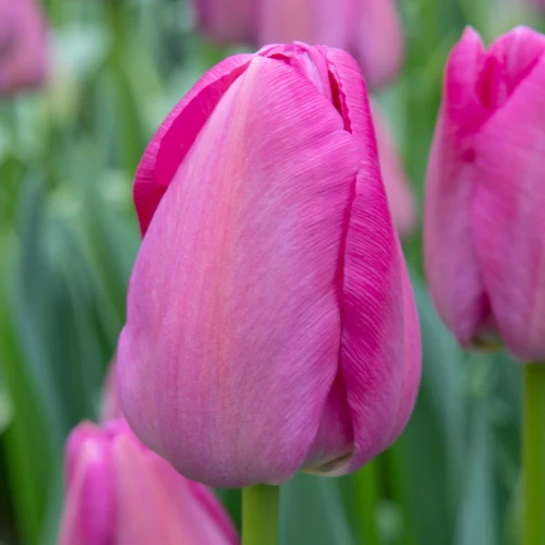tulipan-purple-pride.webp