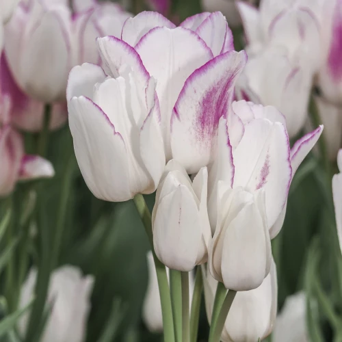 tulipan-candy-club.webp