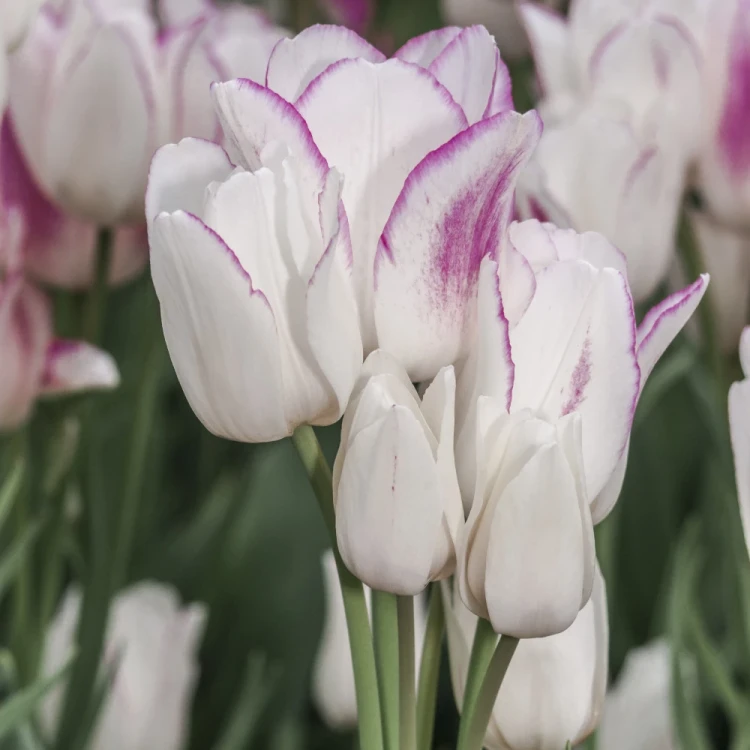 tulipan-candy-club.webp