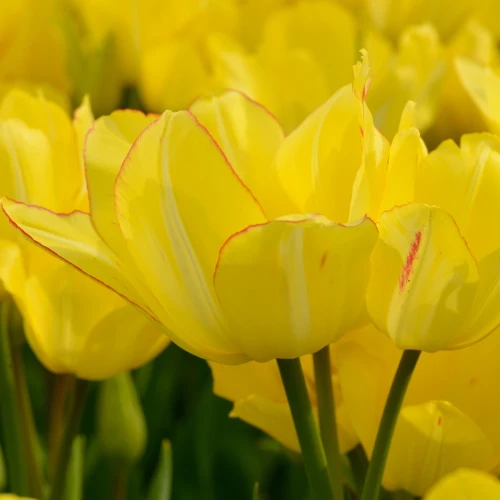 tulipan-sunshine-club.webp