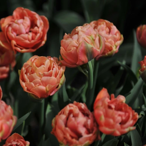 tulipan-copper-image.webp