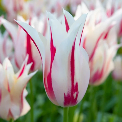 tulipan-marilyn.webp