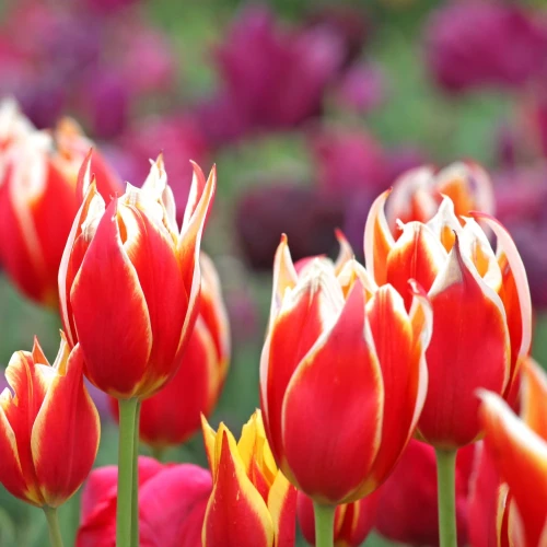 tulipan-aladdin.webp