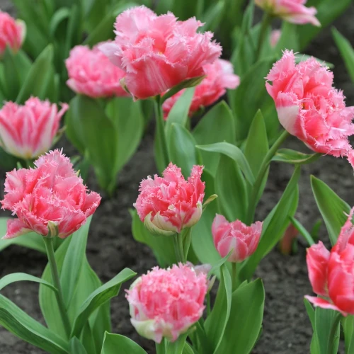 tulipan-crispion-sweet.webp
