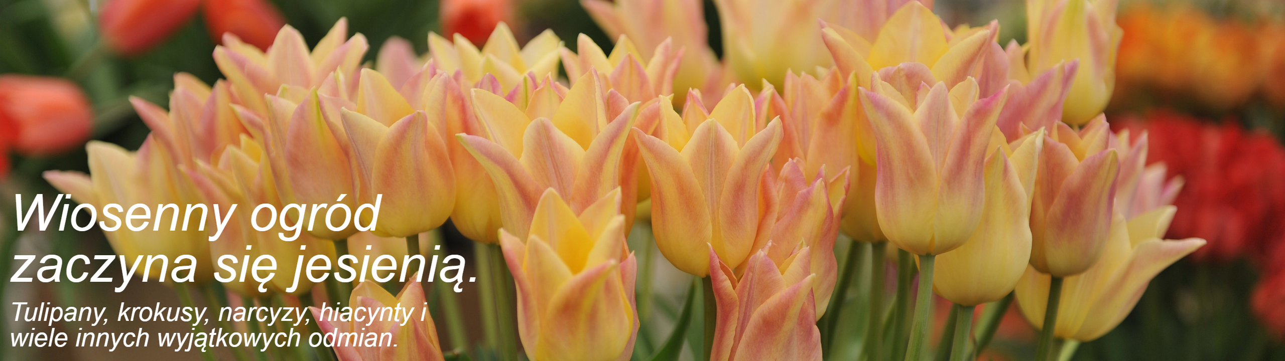 baner_cebulki_jesienne_kwitnące_tulipany
