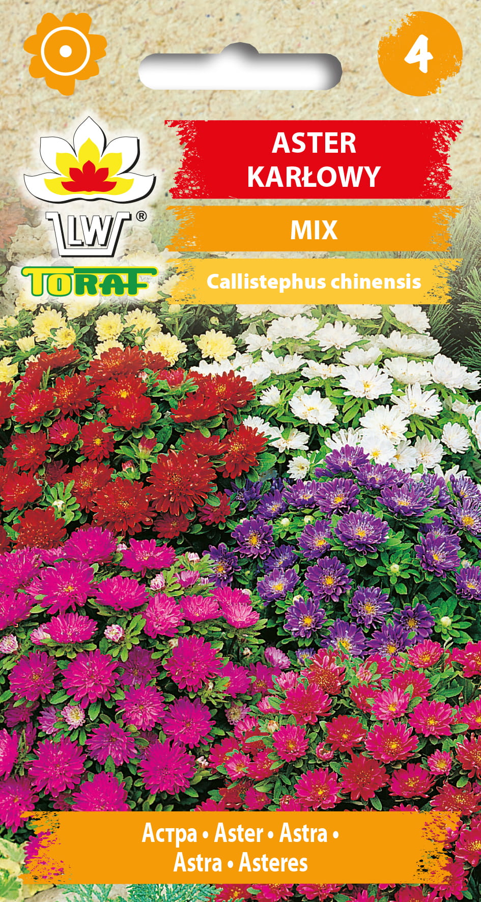Aster-karłowy-MIX.jpg