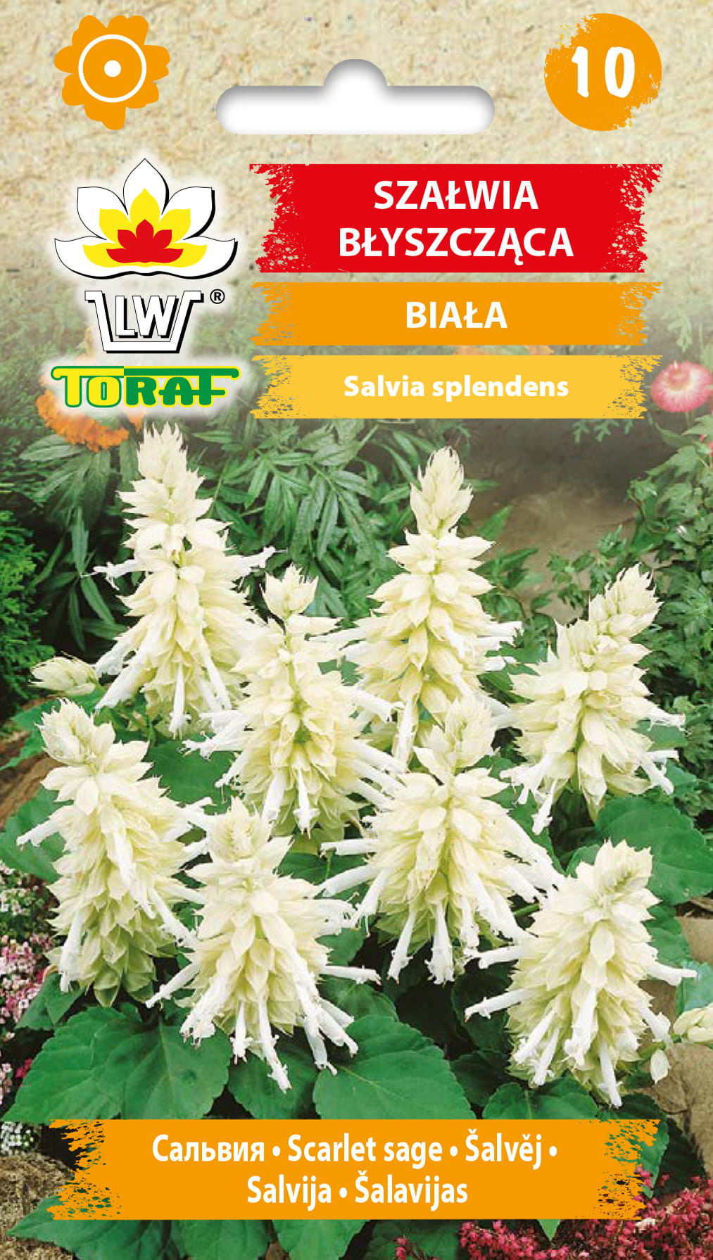 Szałwia-błyszcząca-biała.jpg