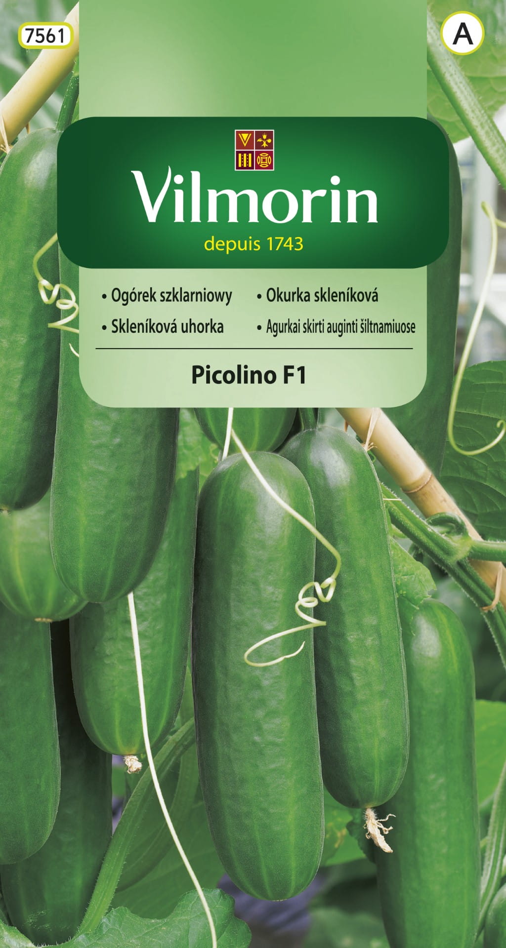 ogórek-picolino.jpg