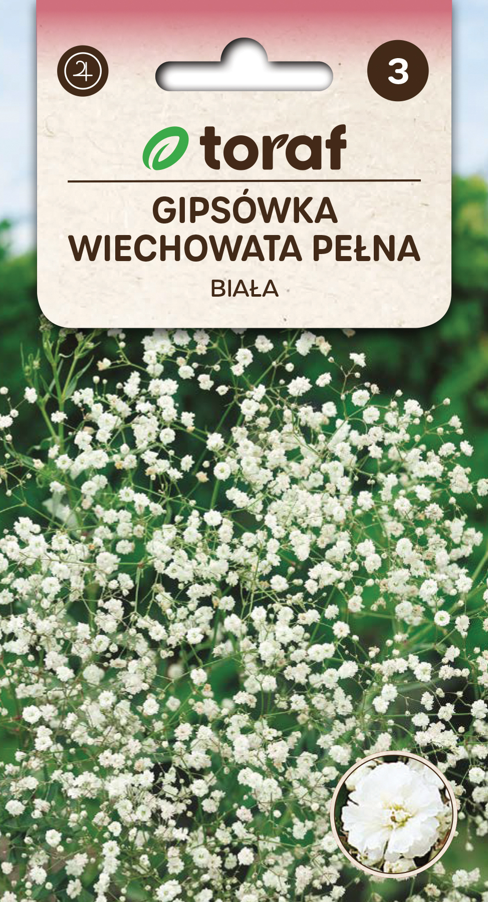 Gipsówka wiechowata pełna biała.jpg