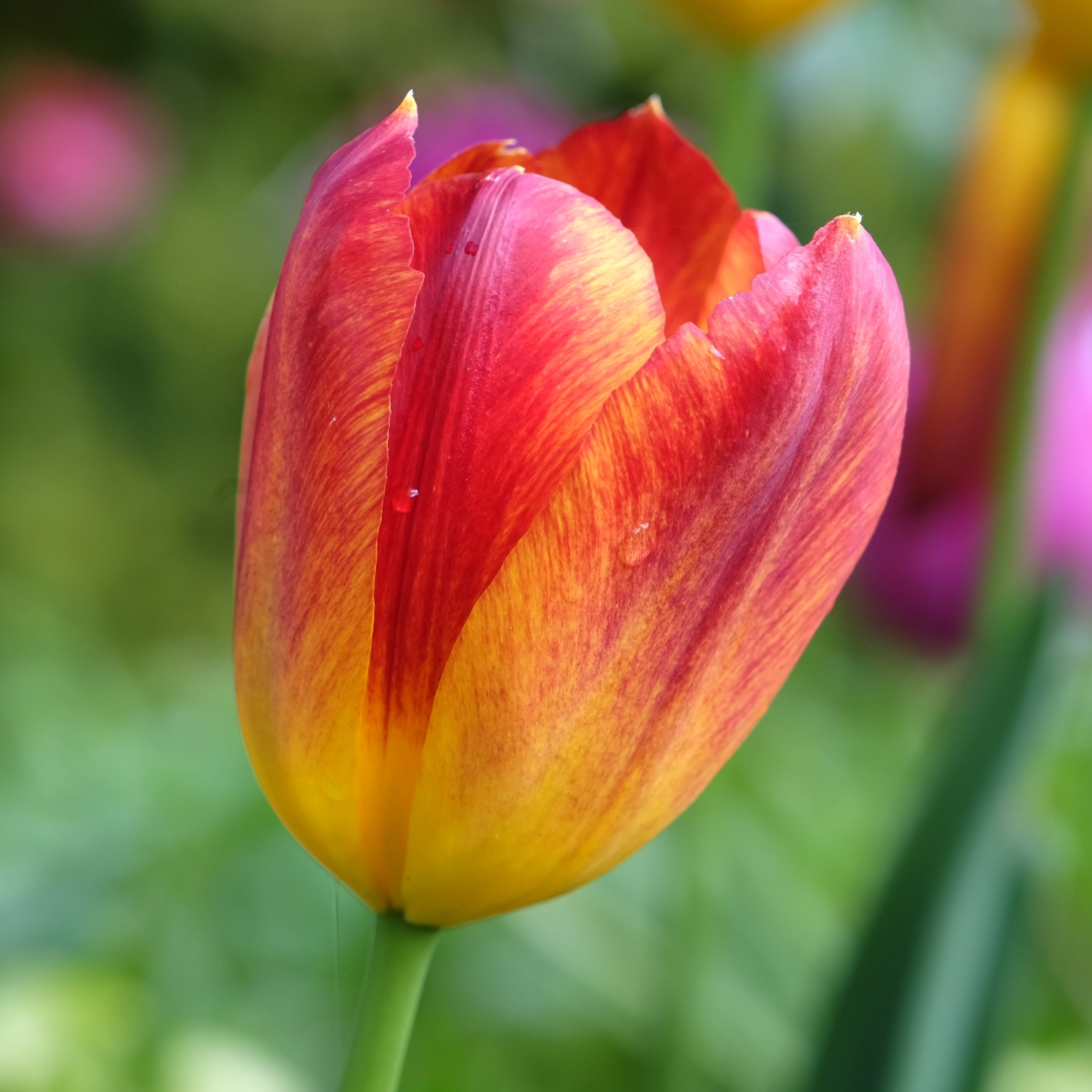 tulipan Amber Glow.jpg